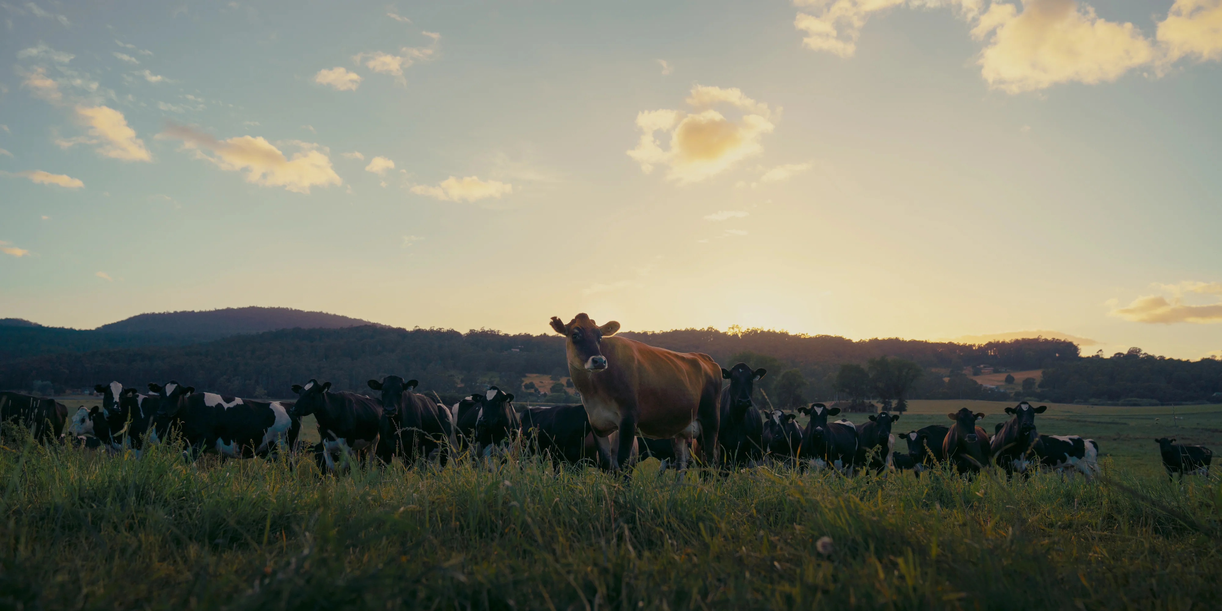 Pure Dairy. Farm to You.